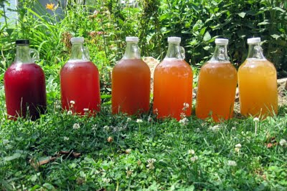 Kombucha – grzyb herbaciany o zdrowotnych właściwościach